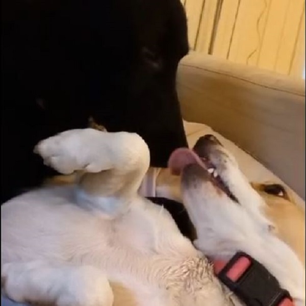 I cani di Asilo Cani Felici