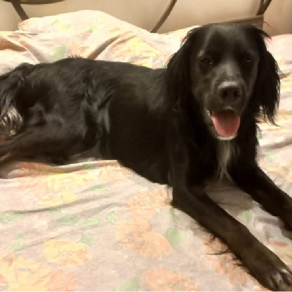 Otis